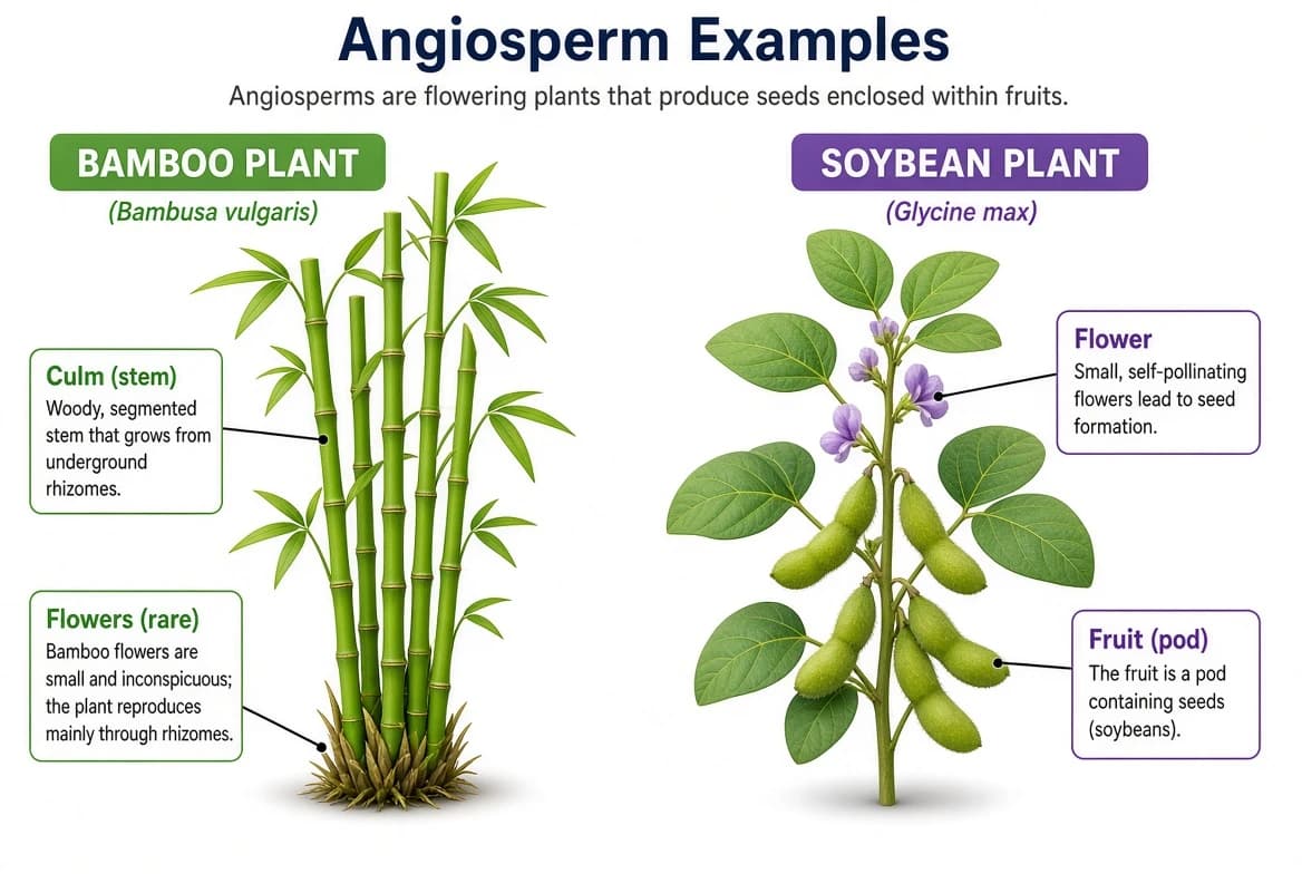 Bamboo and soybean representing real flowering plants of sub-division Angiosperm.